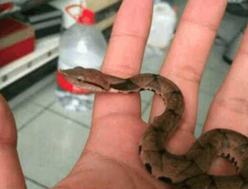 梦魇与蜕变，男人梦中打死蛇后肚里现小蛇的深层解析