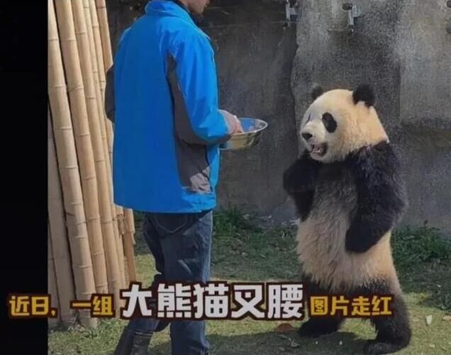 熊猫网红界再添一员,上海这只"叉腰"大熊猫,走红网络