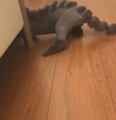 主人给蓝猫换了新造型,远看就像一只小恐龙,背上一幕令人窒息