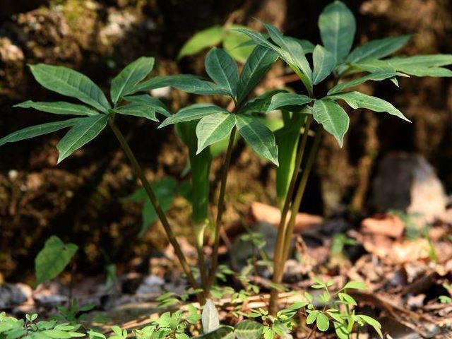 七叶一枝花,石榴,止血