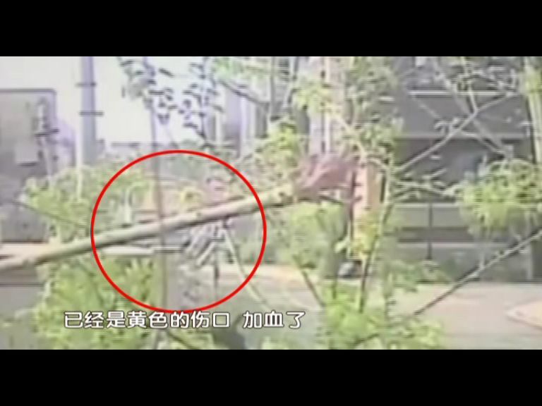 事发密云!监控记录下骇人一幕:恶犬疯狂袭击老人,持续几十秒!