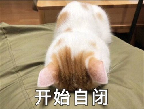 小奶猫自闭了!表情包:反抗是不敢反抗的,就偷偷略略略