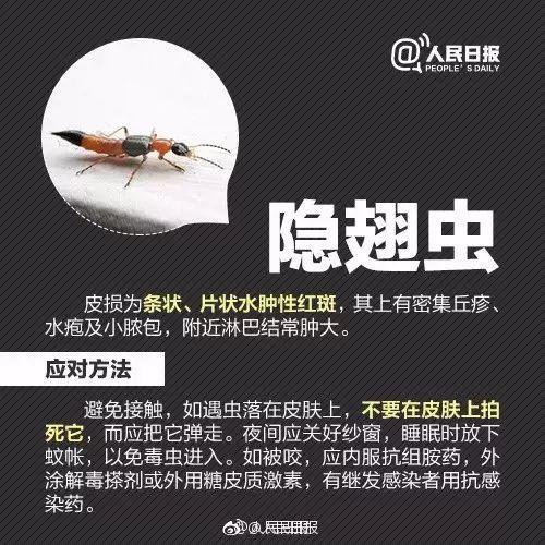 一女士臀部被恙虫叮咬,送进重症监护室!