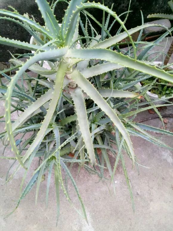 芦荟爆盆切一切,1盆变10盆,能美容保健,值得养一盆!