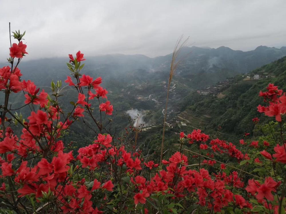 看看花垣梳子山映山红开成什么样了?五一线路攻略在此!