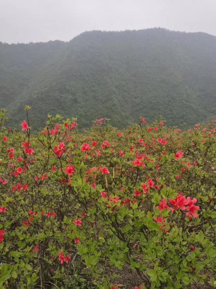 看看花垣梳子山映山红开成什么样了?五一线路攻略在此!