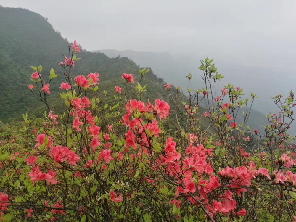 看看花垣梳子山映山红开成什么样了?五一线路攻略在此!