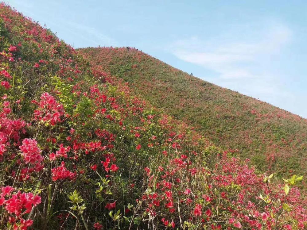 看看花垣梳子山映山红开成什么样了?五一线路攻略在此!