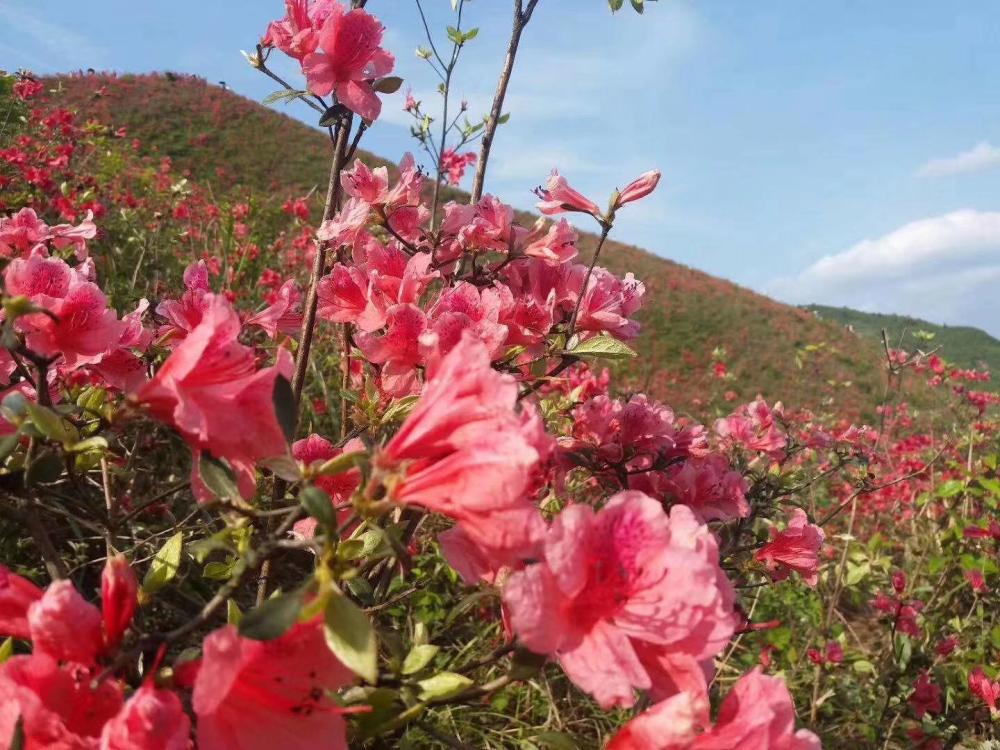 看看花垣梳子山映山红开成什么样了?五一线路攻略在此!