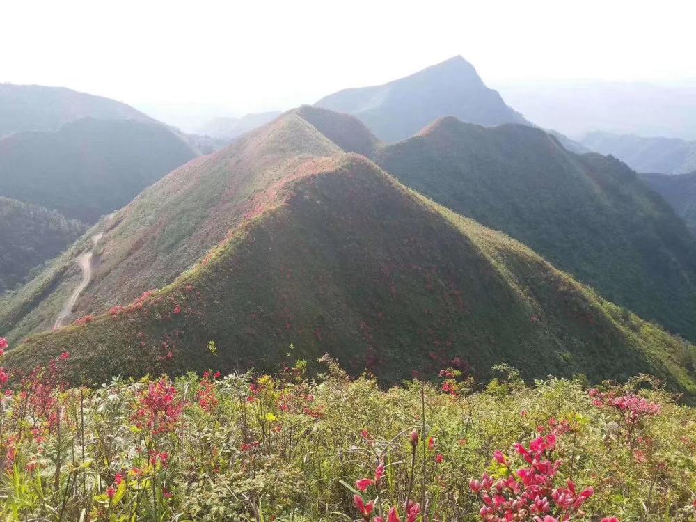 看看花垣梳子山映山红开成什么样了?五一线路攻略在此!