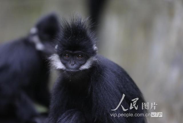 贵州麻阳河保护区:黑叶猴"闹春"