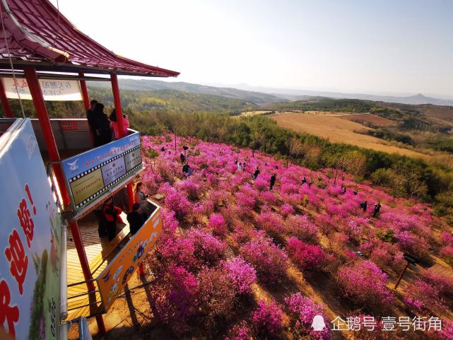 赏花游客请注意 这里是吉林延边观赏野生金达莱花最好