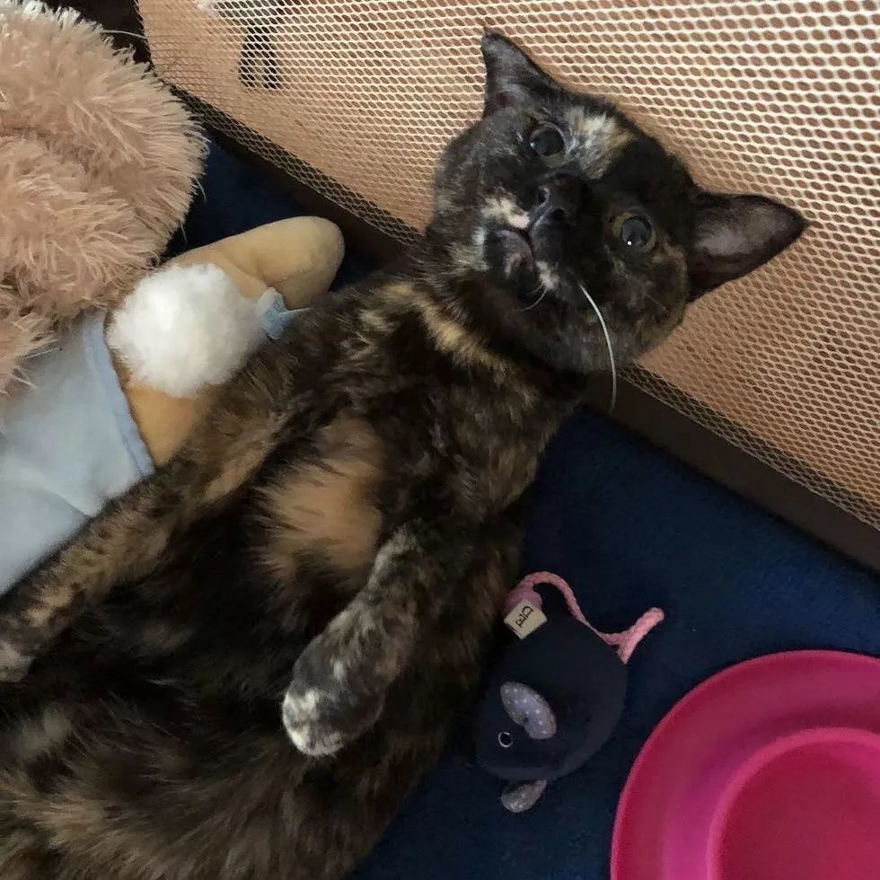 被劝安乐死的脑瘫小猫 却靠意志活成了小可爱 看点快报