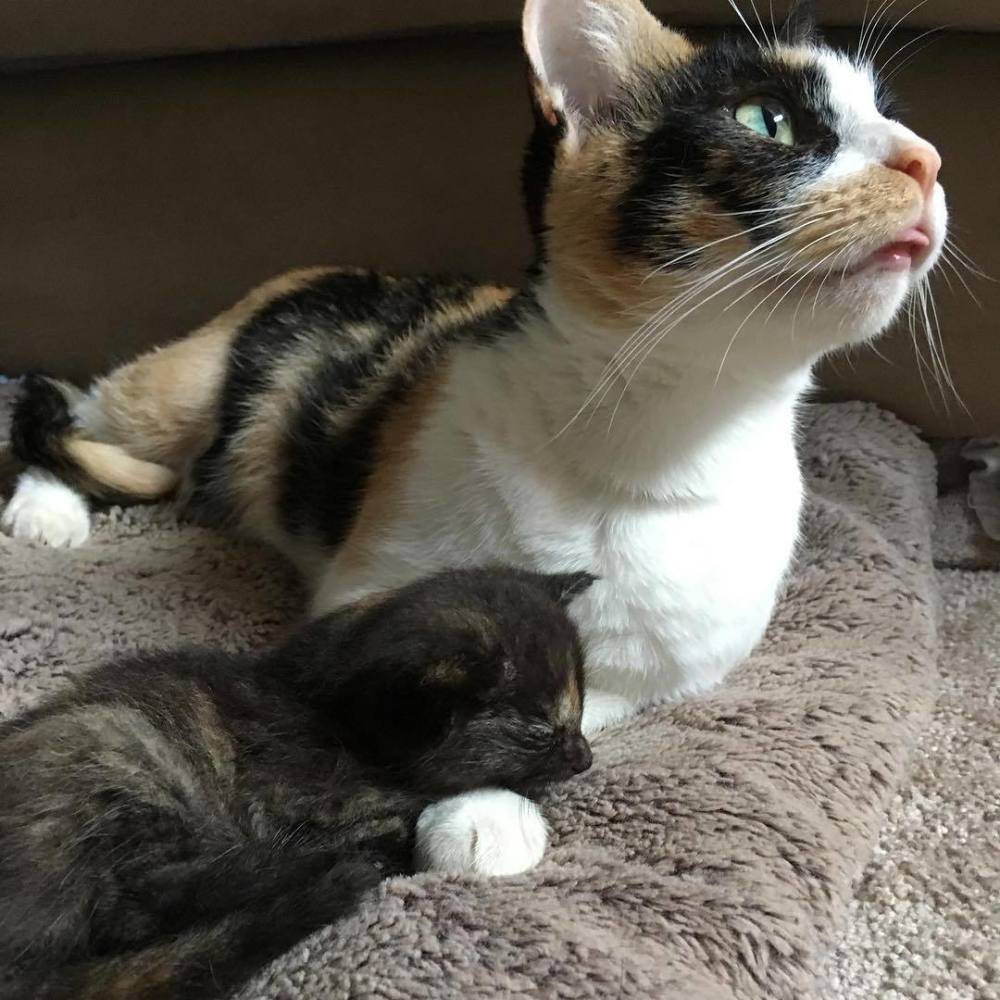 被劝安乐死的脑瘫小猫 却靠意志活成了小可爱 看点快报