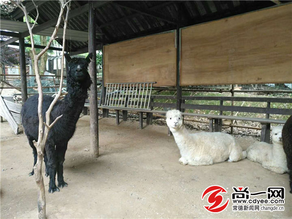 常德汉寿野生动物园预计明年10月开园