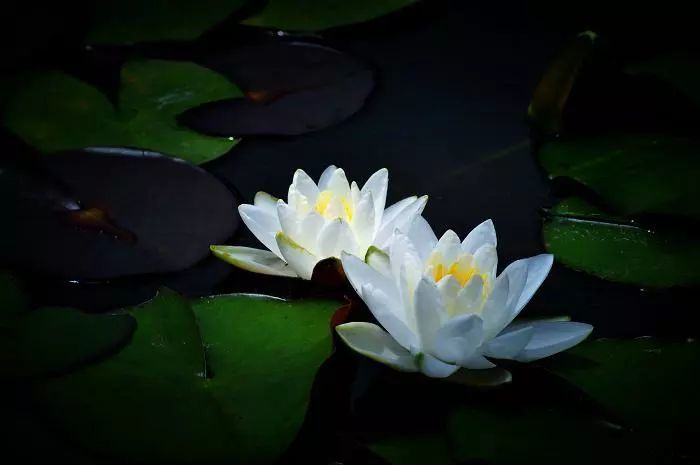 心如莲花,人生便能一路芬芳