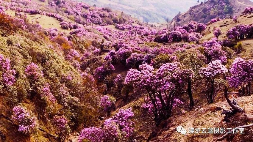 航拍曝光!剑川雪邦山万亩杜鹃花开正艳,误等一年!