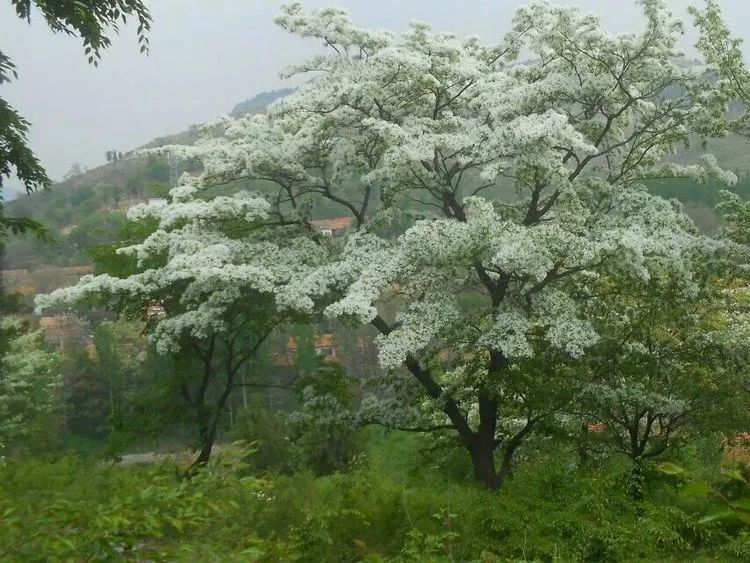 沂源最大的流苏树开花了错过再等一年