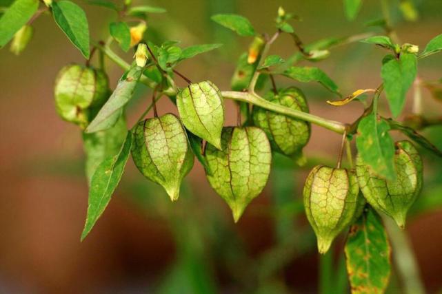 农村有种叫做"菇茑"的植物有什么作用?