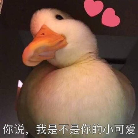 表情包:咋肥四鸭?小黄鸭:喜欢的鸭不出现,出现的鸭不