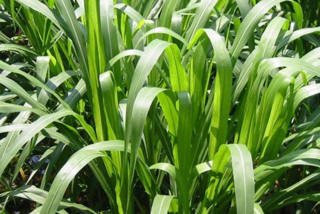 皇竹草 像甘蔗,根系发达,既可以食用,可以保水固土 