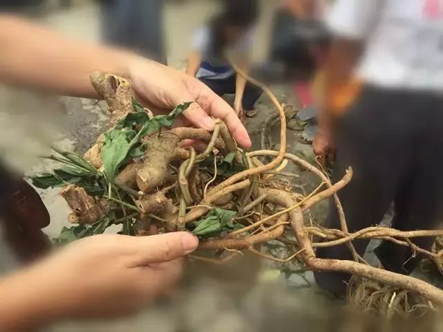 市面上常见或罕见的山货这里通通都能找到而且,大部分野生的平冈圩