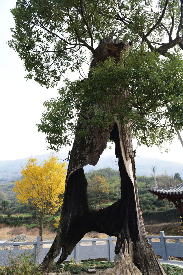 这棵"空心"树,已经活了300年