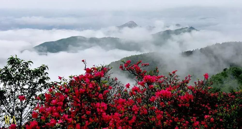 映山红遍金寨黄狮寨