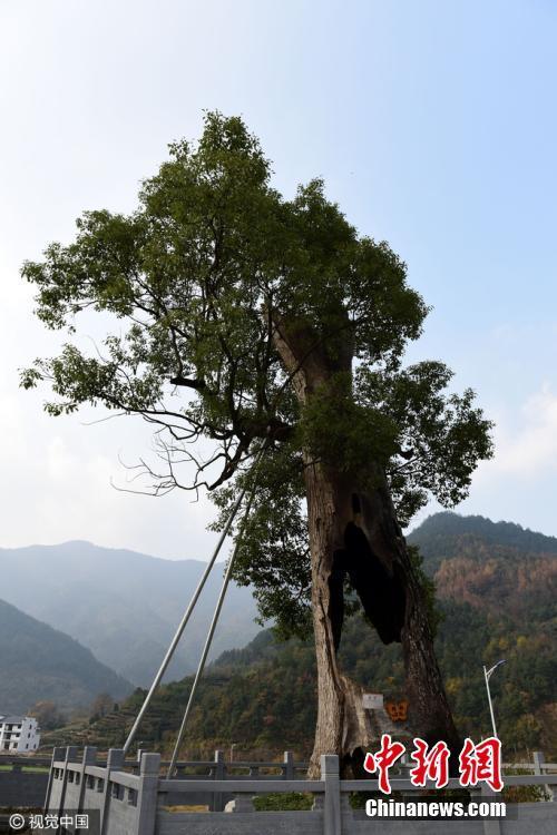 江西婺源现“空心”古樟树 已经存活300年 (组图)