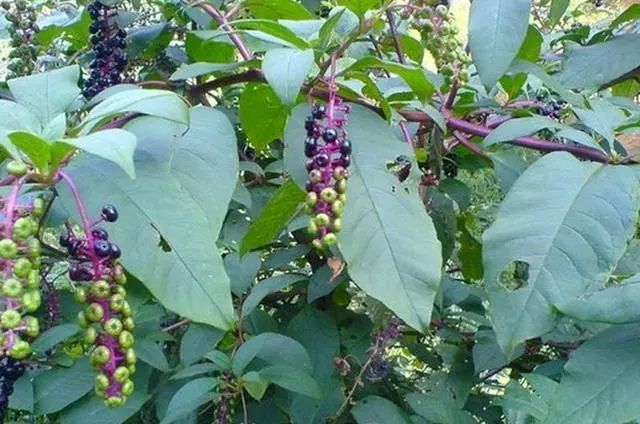 乡下这种野草叫"胭脂草",很多人被它外表欺骗,遇见要