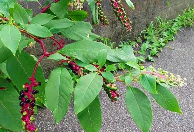 乡下这种野草叫"胭脂草",很多人被它外表欺骗,遇见要