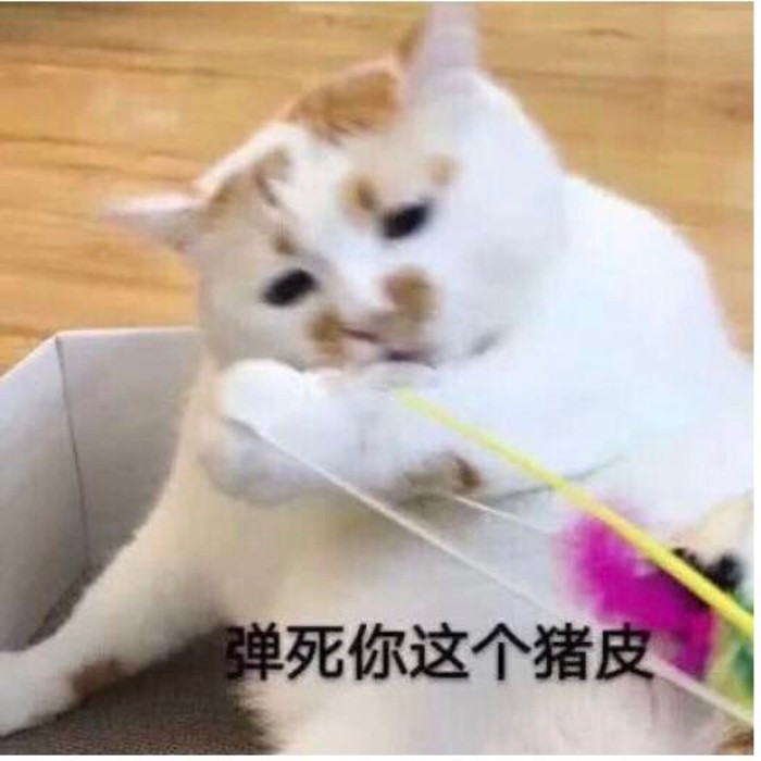 可爱萌宠猫咪表情包:真是个讨厌鬼