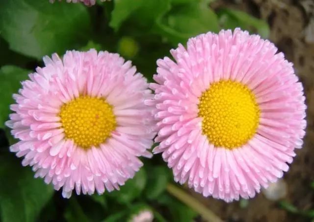 成语什么梦初醒_梦刚初醒的头像很酷的(2)