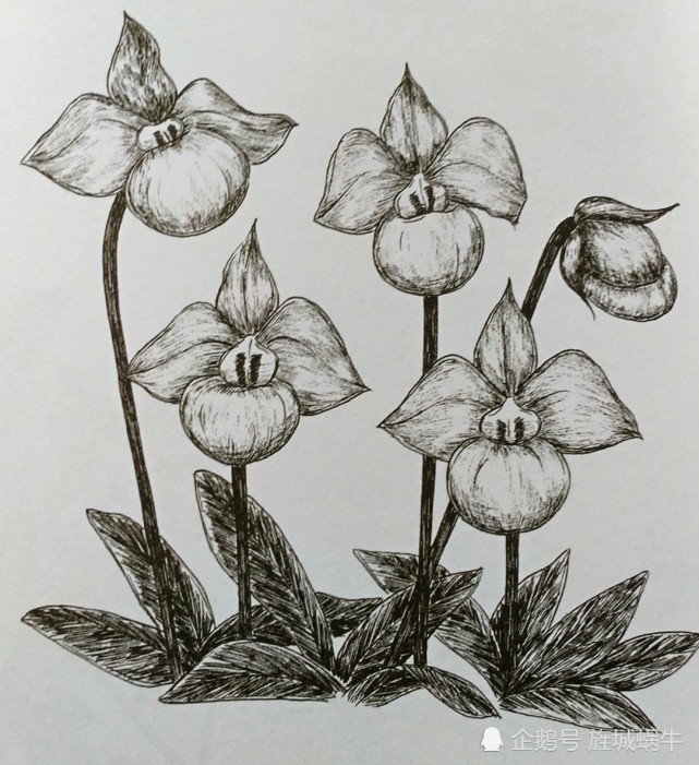 繁花四季,美美的黑白针管笔花卉——冬也灿烂