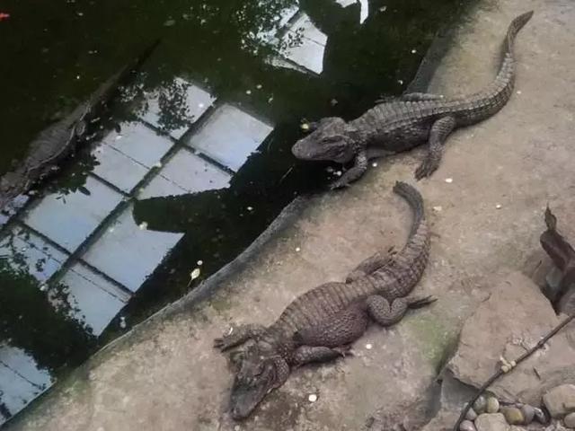 繁衍什么成语_成语故事图片