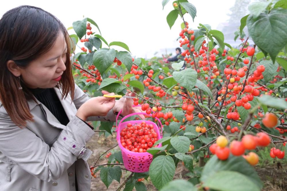 崇明超甜的樱桃采摘季来啦,错过再等一年!