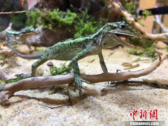 一只正在大口吞食活体面包虫的蜥蜴. 朱晓颖 摄