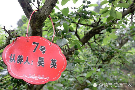 什么树果成语_成语故事图片(2)