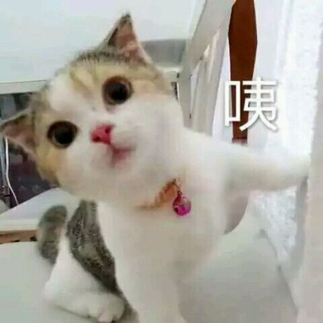 可爱萌宠猫咪表情包:给你勇气再说一遍