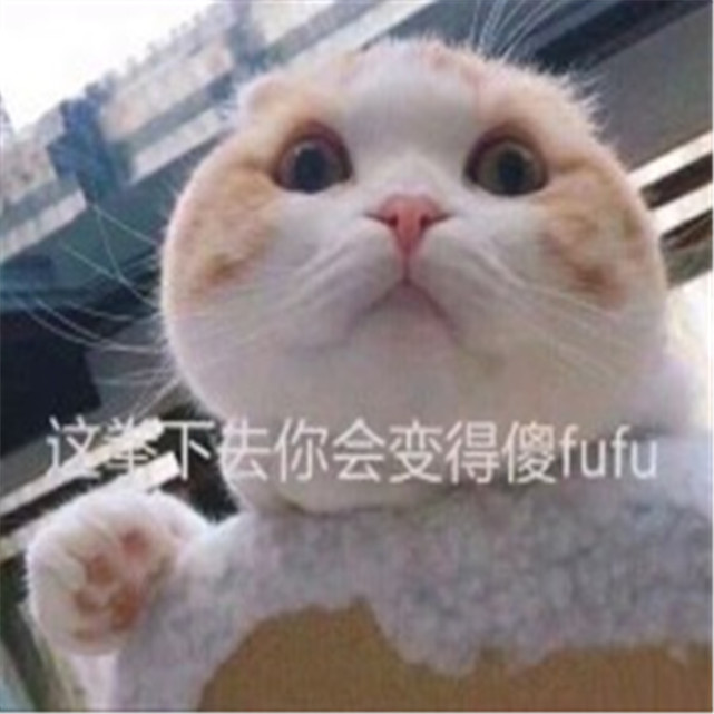 可爱萌宠猫咪表情包:这样下去你会变得傻乎乎