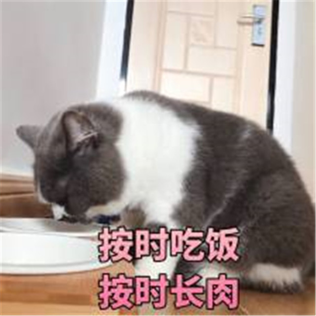 可爱萌宠猫咪表情包:按时吃饭,按时长肉