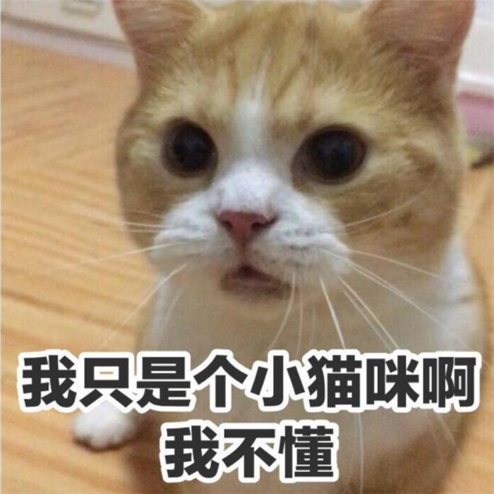 可爱萌宠猫咪斗图表情包:我只是个小猫咪啊,我不懂