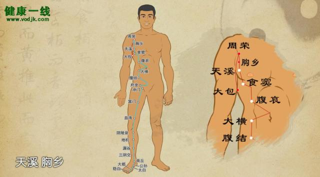 足太阴脾经属人体十二经脉——脾经