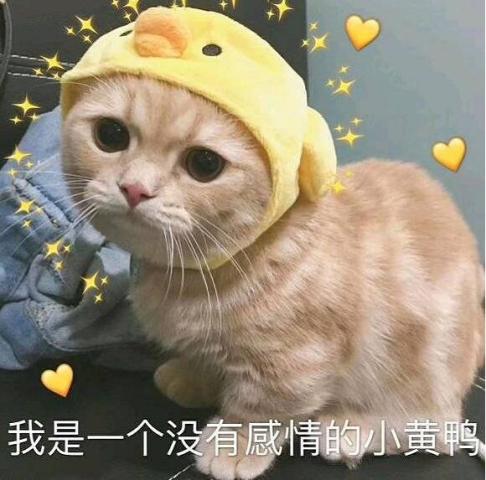 猫咪"冷漠"表情包:我是一个没有感情的菠萝头