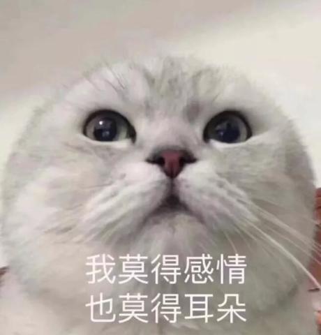 猫咪"冷漠"表情包:我是一个没有感情的菠萝头