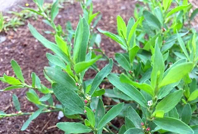 这野草叫"猪牙草,虽然它是一种多年生草本,最多可以长到50厘米,和