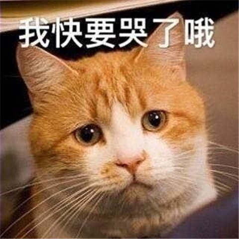 甜系宠物爆笑表情包,肥肥的橘猫,囧囧的表情快哭了