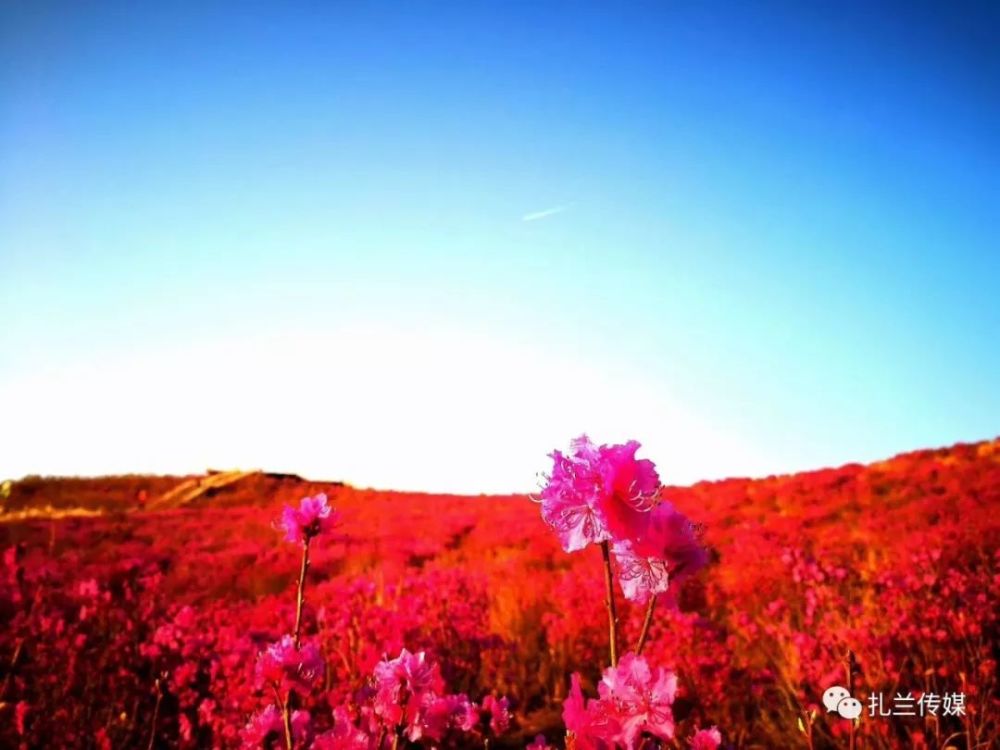 五一假期,扎兰屯市不仅有翠屏山杜鹃坡,中和镇架子山兴安杜鹃赏花