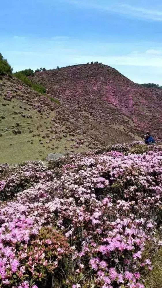 马鹿塘4000亩杜鹃花即将迎来盛花期