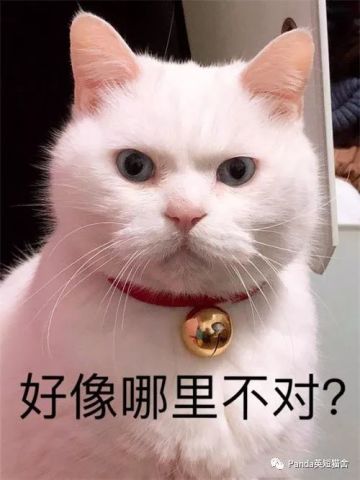 恶龙咆哮,猫咪简直就是上天送给我们的
